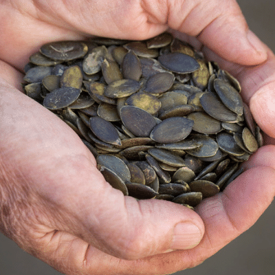 Organic Sprouted Styrian Pumpkin Seeds