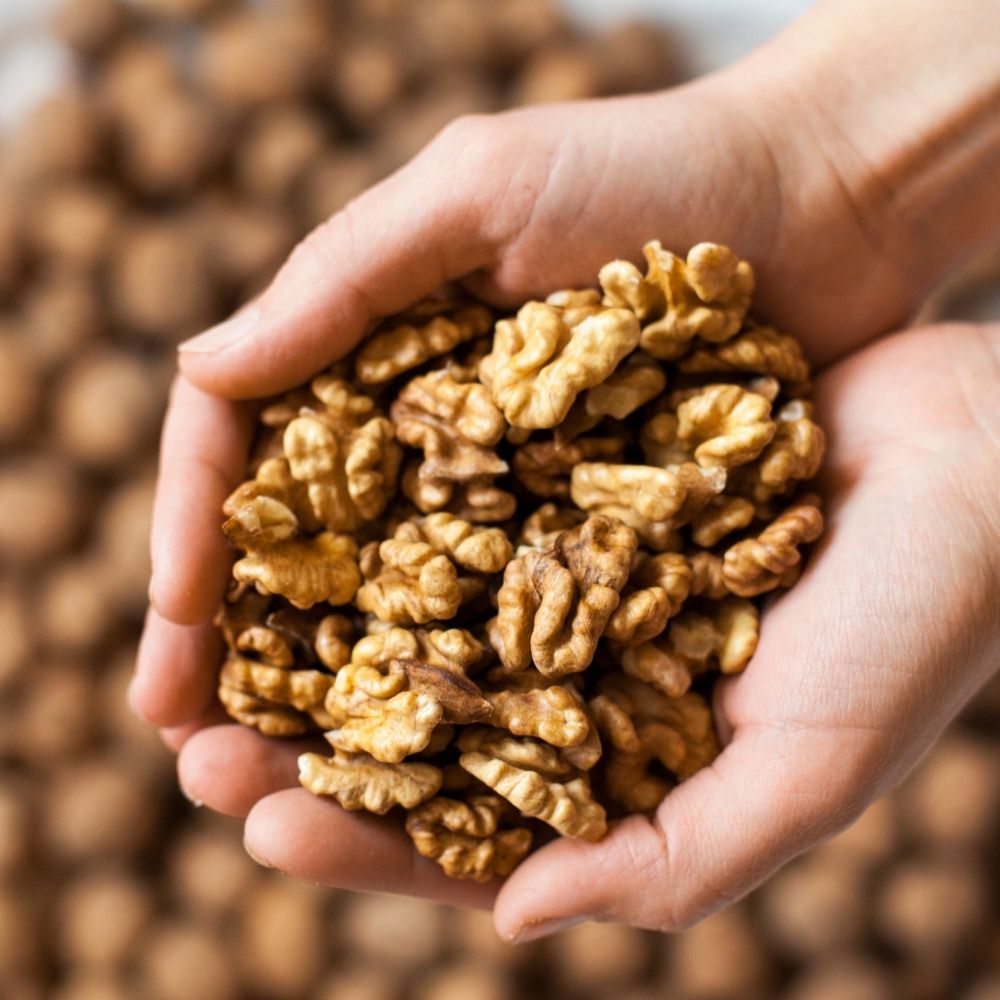 Close up of hands cupping a handful of sprouted walnuts